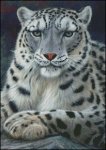 (image for) Snow Leopard - JP